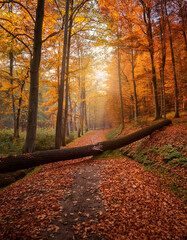 autumn forest with fallen tree and a walking path. beautiful fall woods trail with colorful foliage,
