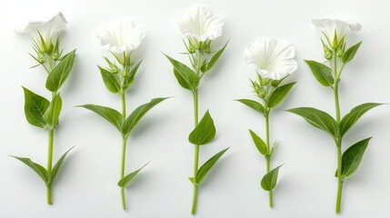 Wall Mural - A row of white flowers with green stems