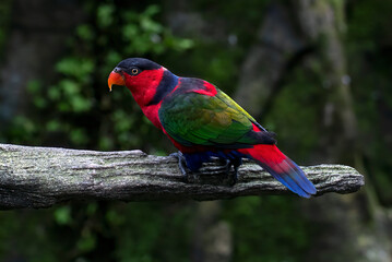 Wall Mural - Black headed parrot on a tree branch