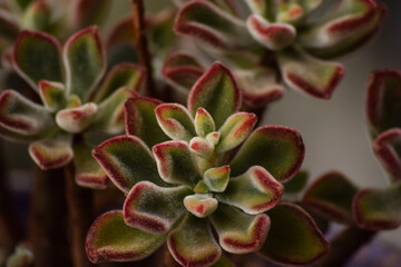 Wall Mural - Echeveria pulvinata succulent plant with peeling velvet leaves