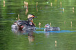 © Designpics - Portrait of a Horned Grebe (Podiceps auritus) with two chicks swimming and one riding on its back in a pond on the University of Alaska Fairbanks Campus; Fairbanks, Alaska, United States of America