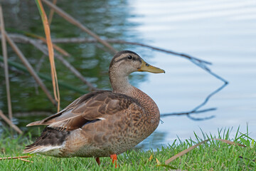 Wall Mural - An adult female Mallard duck standing by a freshwater marsh.