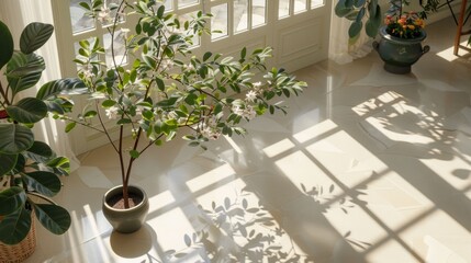 Wall Mural - A large potted plant sits in front of a window, casting a shadow on the floor