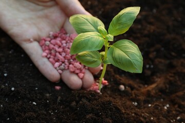 Wall Mural - Woman putting fertilizer onto soil under plant outdoors, closeup