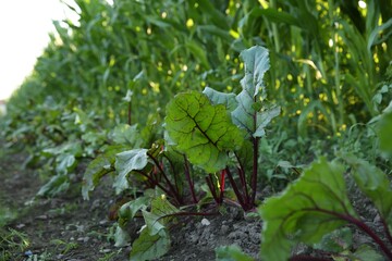 Wall Mural - Beetroot plants with green leaves growing in field, closeup