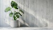 © Lasvu - Leafy monstera in grey pot on concrete floor against white wood wall with copy space