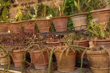 Poster - A row of terracotta pots lined up on a shelf filled with plants and cacti