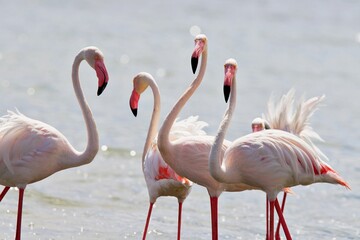 Wall Mural - Flamingos im Wasser