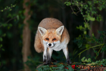 Wall Mural - Portrait of a red fox standing on a tree in a forest in autumn