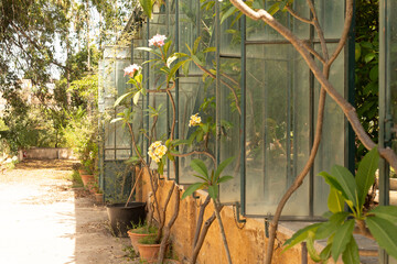 Poster - A lush green vine climbs along a windowed wall its blossoms adding color to the scene