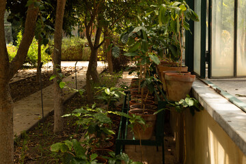 Poster - A row of potted plants stand neatly by the greenhouse