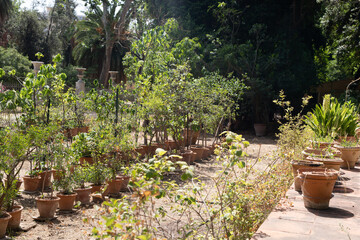 Poster - A row of potted plants stand in a sun drenched garden