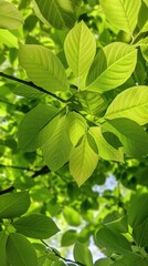 Wall Mural - lush green leaves creating natural pattern background in tropical environment