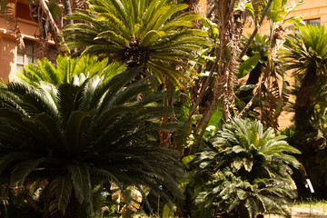 Aufkleber - A vibrant garden with tall palm trees reaching for the sun