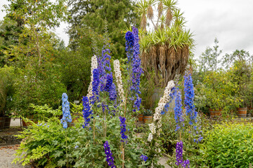 Delphinium hybrid plant in Saint Gallen in Switzerland