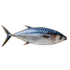 Wall Mural - [Transparent Background PNG]Fresh Tuna on White Background