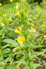 Sticker - Oenothera Erythrosepala plant in Saint Gallen in Switzerland