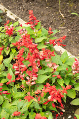 Canvas Print - Scarlet sage or Salvia Splendens plant in Saint Gallen in Switzerland