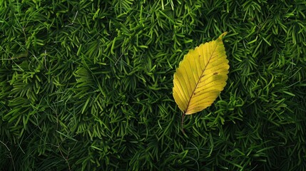 Wall Mural - Leaf on grassy wallpaper