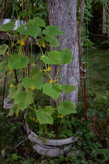 cucumbers grow in a pot under a tree in the garden