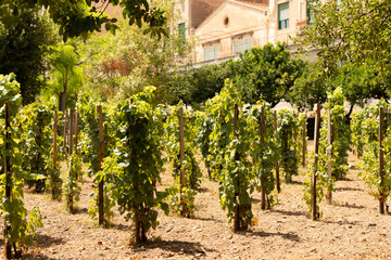 Poster - A vineyard with rows of grapevines growing in the sun