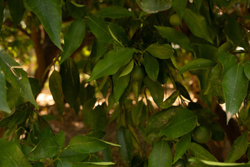 Aufkleber - A thick canopy of leaves and small green fruits