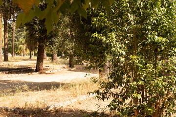 Poster - A dirt path winds through a grove of trees