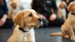 © spyrakot - Guide Dog Puppy Training Class with Professional Trainers for Visually Impaired Assistance