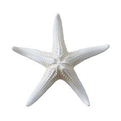 Wall Mural - [Transparent Background PNG]White starfish on a white background