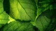 © Sparrowski - Intricate Abstract Digital Art of Vibrant Green Leaves with Detailed Veins and Luminous Glow