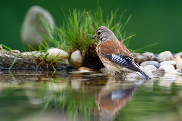 Poster -  Linnet, Carduelis cannabina, male in water near stones with grass. Reflection on the water. Czechia.