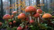 © aicandy - A vibrant display of bright red and orange mushrooms with white speckles growing in the misty forest, surrounded by lush greenery and fallen autumn leaves, showcasing the beauty of nature