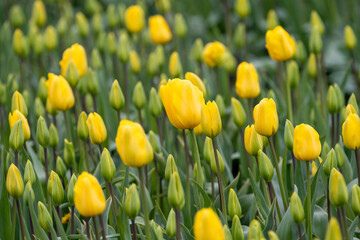 Wall Mural - Field of tulips, most in bud form with bight yellow flowers in full bloom mixed in, closeup of colorful fresh spring growth as a nature background
