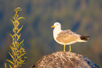 California Gull in breeding coloration (Larus californicus) on a rock at Eagle Lake in Lassen County California in the early morning.