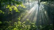 © PondLord - Sunlight filtering through the dense canopy, creating a cathedral-like atmosphere on the forest floor, with shafts of light illuminating the undergrowth.