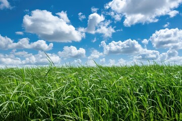 Aufkleber - A serene landscape featuring a vast expanse of green grass under a bright blue sky, perfect for use as a tranquil background or scenery