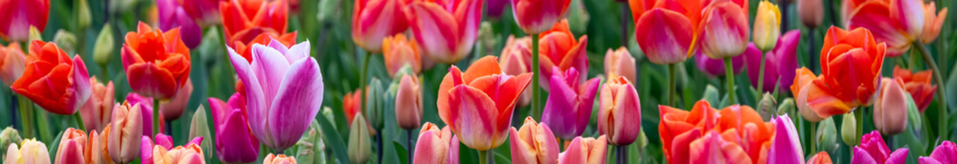 Wall Mural - Mass of tulips planted in a spring garden, vibrant blooms in red, purple, orange, pink, and yellow, flowers blooming as a nature background
