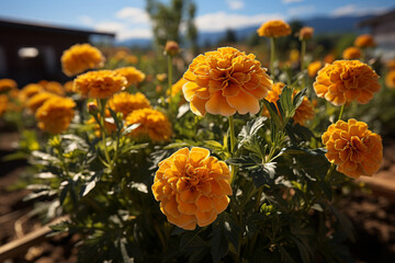 Canvas Print - Marigolds brighten up a vegetable garden, their golden blooms attracting pollinators. Concept of companion planting and garden health. Generative Ai.