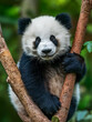 © Nataliya - Portrait of a panda cub, in its natural environment
