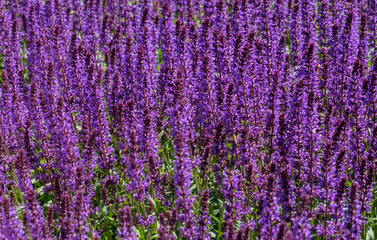 Poster - Steppen-Salbei (Salvia nemorosa)