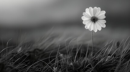 Sticker - a single white flower in a grassy field