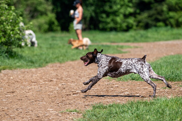 German Shorthaired Pointer, brown and white dog, running and playing in an off leash dog park, happiness on a sunny day
