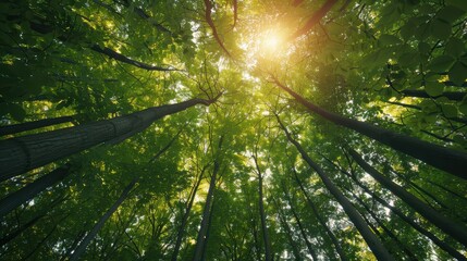 This captivating image captures sunlight shining through the dense canopy of a lush green forest, highlighting the serene beauty of nature and peaceful tranquility of the woods.