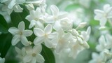 2. Morning-blooming jasmine flowers with intricately layered white petals, traditionally used in Thailand to make wreaths for honoring mothers on Mother's Day