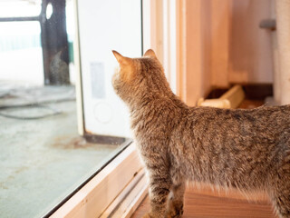 Cat pet animal wild look outside outdoor feline portrait copy space nature mammal kitten domestic international cat day kitty adorable fluffy beautiful whisker pretty window brown meadow strip lawn 