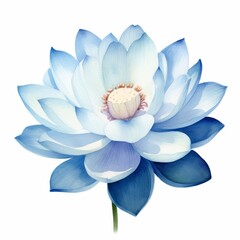 Watercolor lotus flower on white background, simple concept illustration, detailed textures, peaceful and pure