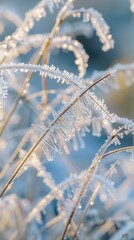 Poster - Close-up of grass blades covered in frost, illuminated by the winter sun. The delicate ice crystals sparkle and shimmer, creating a beautiful, icy scene.