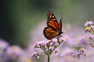 Wall Mural - Monarch butterfly on purple flowers