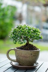 Wall Mural - A small tree is in a pot.