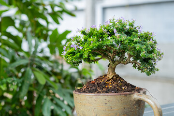 Wall Mural - A small tree is in a pot.